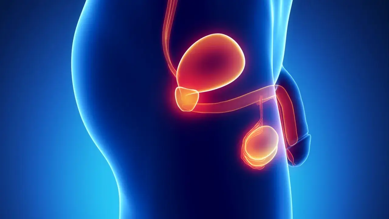 Anatomical illustration showing the male reproductive system, including the bladder, prostate, and testes. The image highlights the prostate's location and size, relevant for understanding the wymiar prostaty u 65 latka.