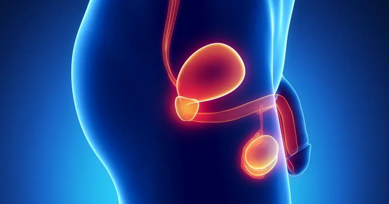 Ilustracja anatomiczna męskiego układu rozrodczego. Widoczna jest prostata, pęcherz moczowy i jądra. Obraz może symbolizować raka prostaty przerzuty.