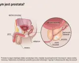 Anatomia układu męskiego: prostata znajduje się pod pęcherzem moczowym, otaczając cewkę moczową.