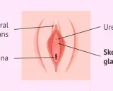 Anatomia kobiecej kobiecej prostaty (gruczołów Skene), cewki moczowej i pochwy.