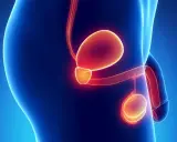 Ilustracja anatomiczna męskiego układu rozrodczego. Widoczna jest prostata, pęcherz moczowy i jądra. Obraz może symbolizować raka prostaty przerzuty.