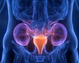 Anatomia układu moczowego z widocznymi nerkami i pęcherzem. Grafika ilustruje powiększona prostata leczenie.