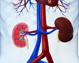 Anatomia nerek z naczyniami krwionośnymi. Czy rak nerki zawsze daje przerzuty? Zależy od stadium i typu nowotworu.