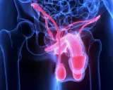 Anatomia męskiego układu rozrodczego. Czerwone naczynia krwionośne mogą sugerować krew w spermie, co jest stanem wymagającym konsultacji lekarskiej.
