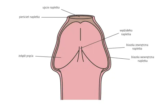 Anatomia penisa z zaznaczonym napletkiem. Stulejka to zwężenie napletka, które utrudnia jego odprowadzenie.