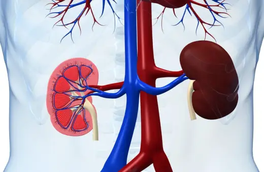 Anatomia nerek z naczyniami krwionośnymi. Czy rak nerki zawsze daje przerzuty? Zależy od stadium i typu nowotworu.