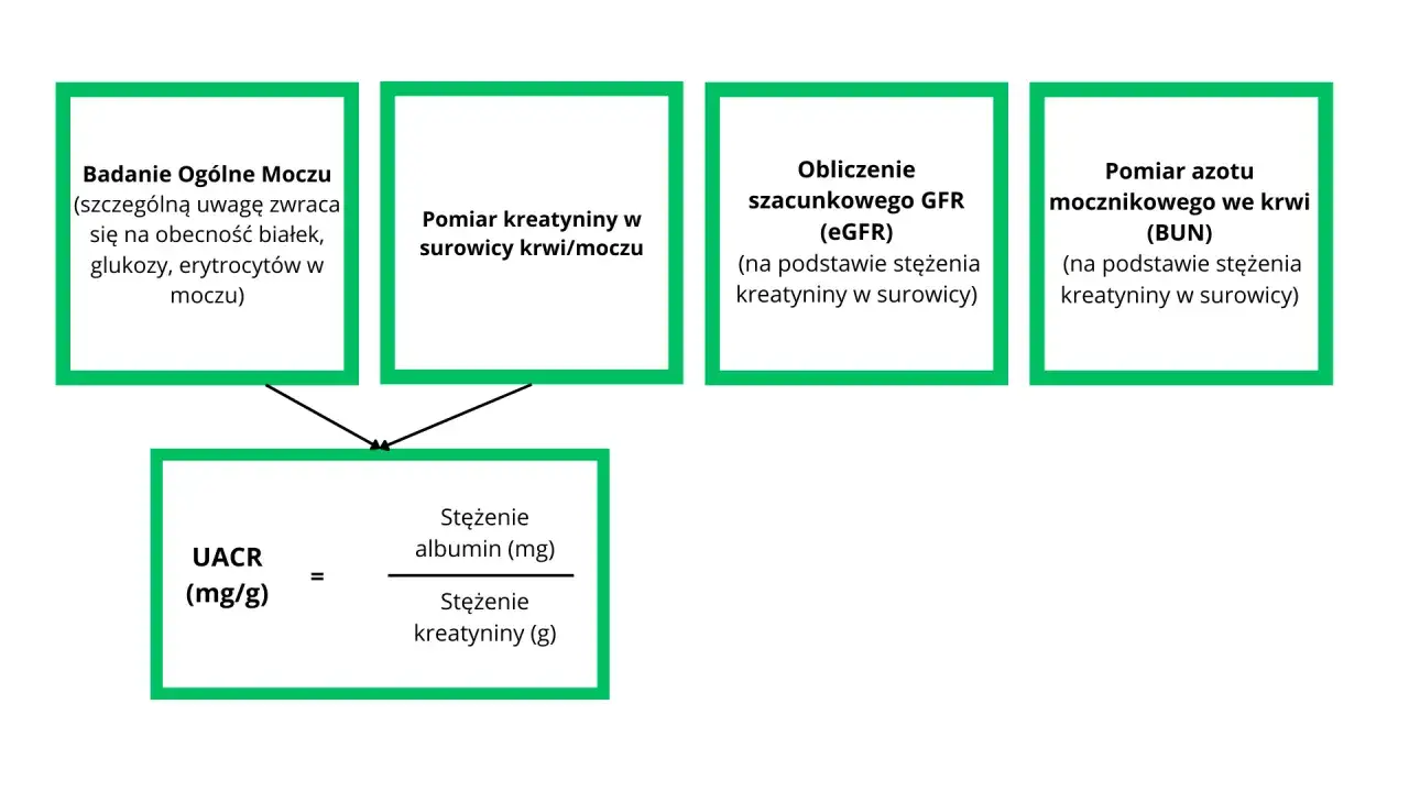 Schemat oceny funkcji nerek: badanie moczu, kreatynina, eGFR, BUN, UACR. Kluczowe dla rokowania mocznicy.
