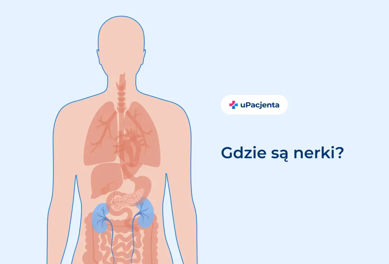 Ilustracja pokazuje ludzkie ciało z zaznaczonymi narządami wewnętrznymi. W dolnej części brzucha widoczne są dwie niebieskie nerki. Gdy czujesz kłucie w nerce, warto wiedzieć, gdzie dokładnie się znajdują.