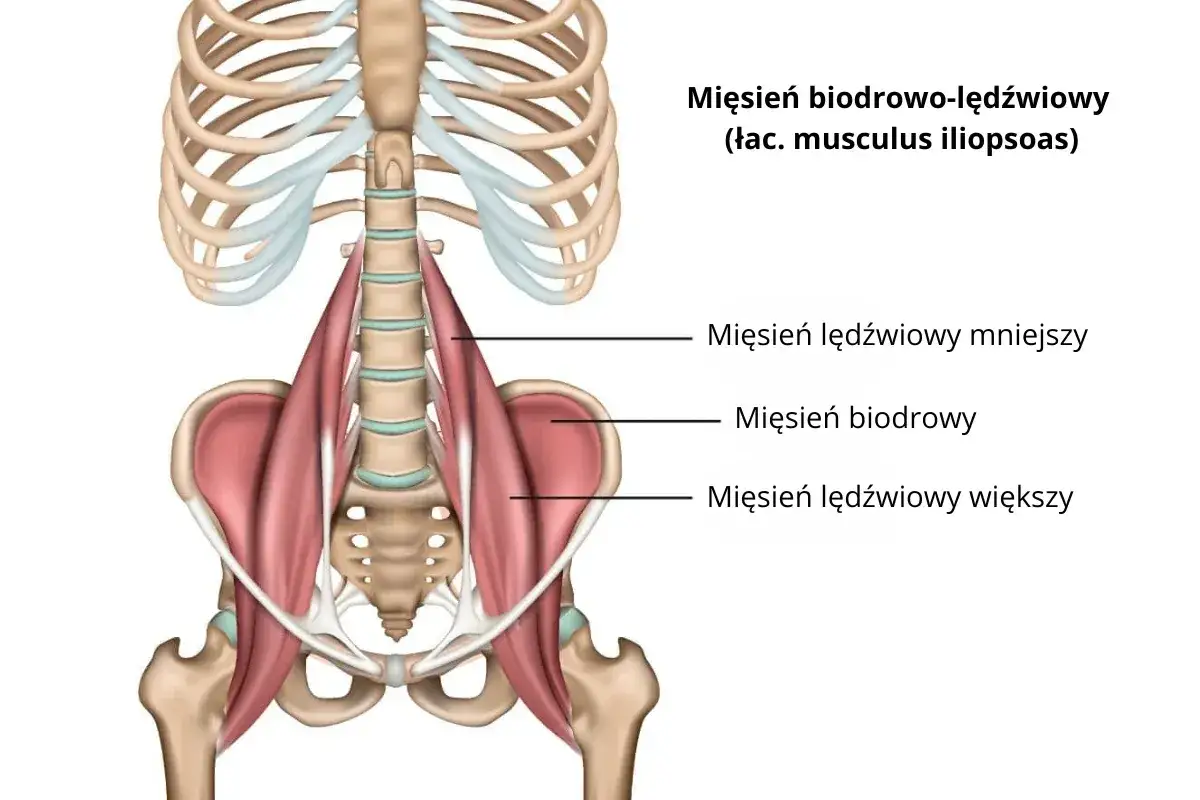 Anatomia mięśnia biodrowo-lędźwiowego. Napięcie w tym obszarze może powodować ból jądra i pachwiny oraz pleców.