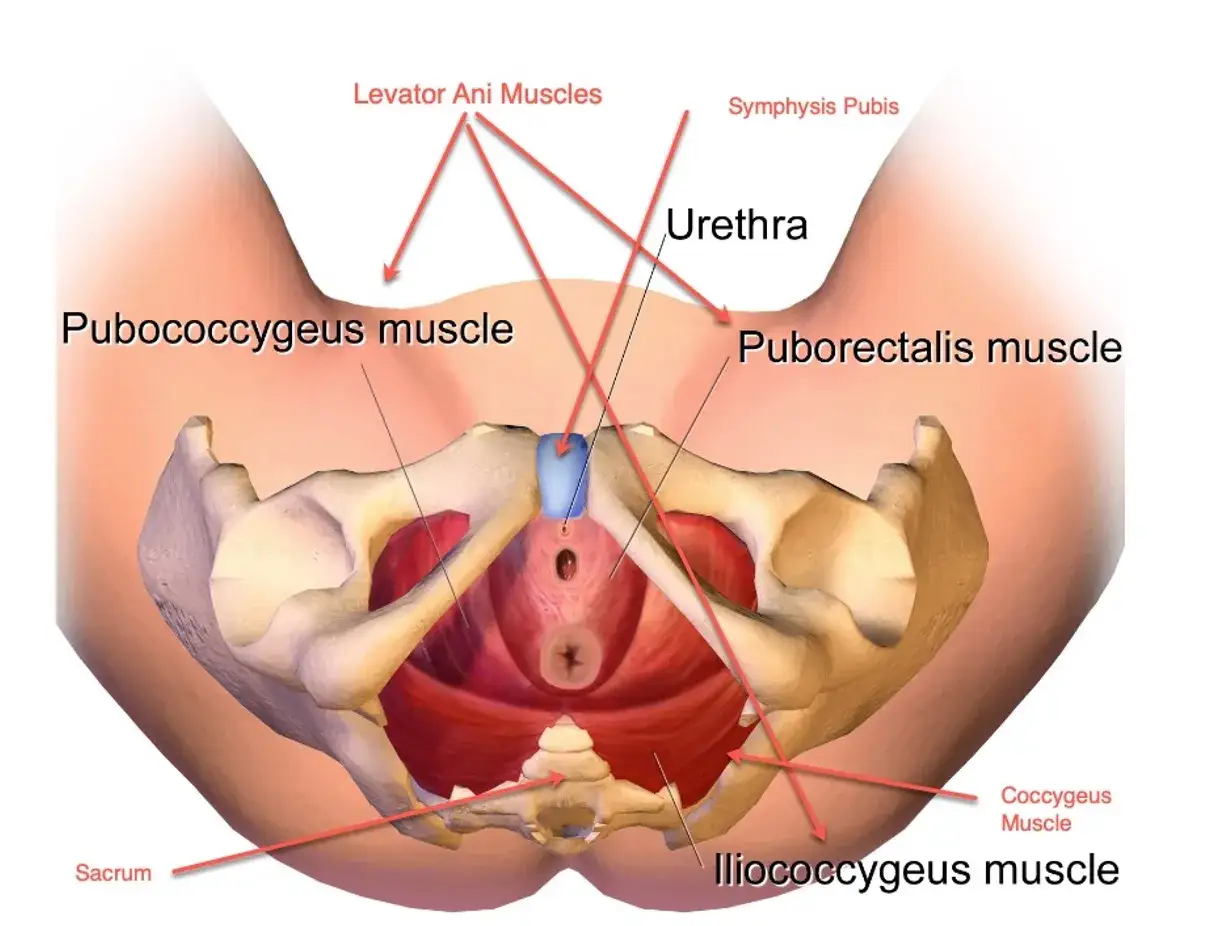 Anatomia miednicy: mięśnie dna miednicy, cewka moczowa. Słabe mięśnie mogą powodować nietrzymanie moczu przy kichaniu.
