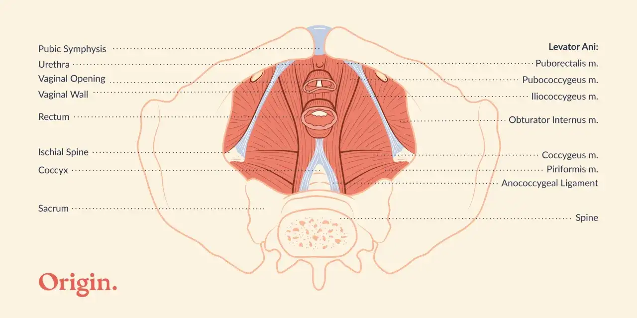 Anatomia miednicy z zaznaczonymi mięśniami dna miednicy, które mogą wpływać na uczucie parcia na pęcherz i odbyt.