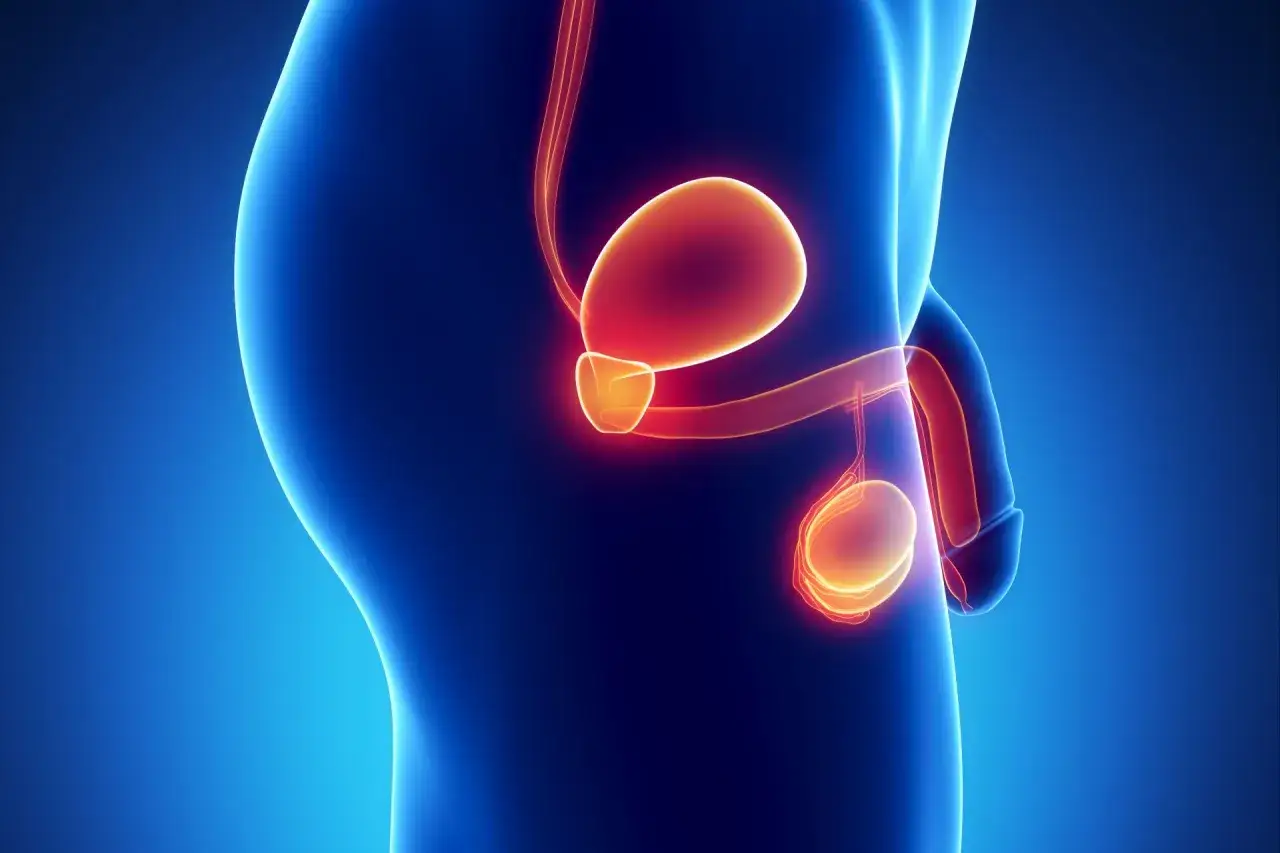 Anatomia męskiego układu moczowo-płciowego. Problemy z częstym oddawaniem moczu u mężczyzn mogą być związane z tymi organami.
